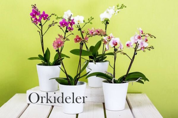 Orkidelerimize Bu kategoriden ulaşabilirsiniz