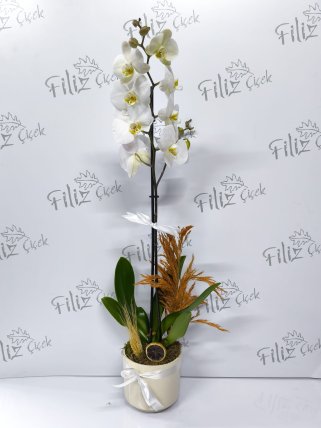 Beyaz Seramikte Tek Dal Beyaz Orkide
