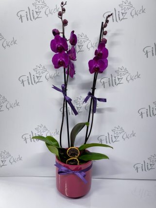 Mürdüm Saksıda Mor Çift Dal Orkide