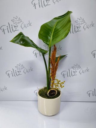 Beyaz Seramikte Starliçe Bitkisi(Cennet Kuşu)