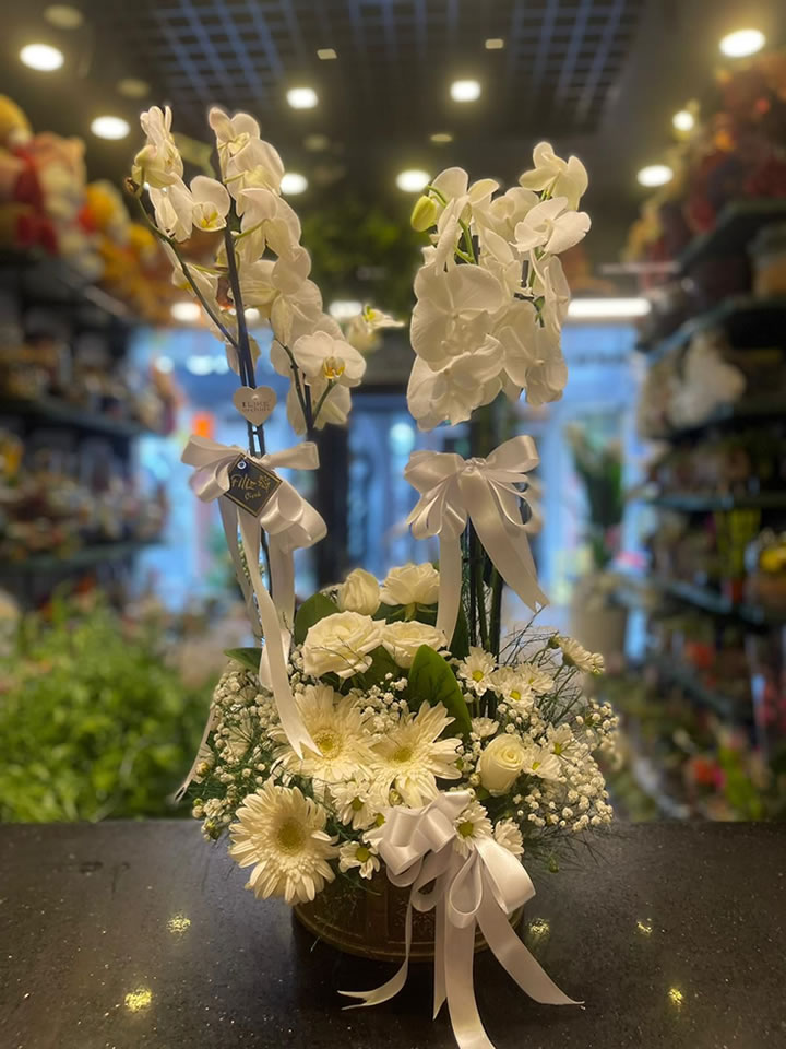 Beyaz Düşler Orkide Aranjmanı