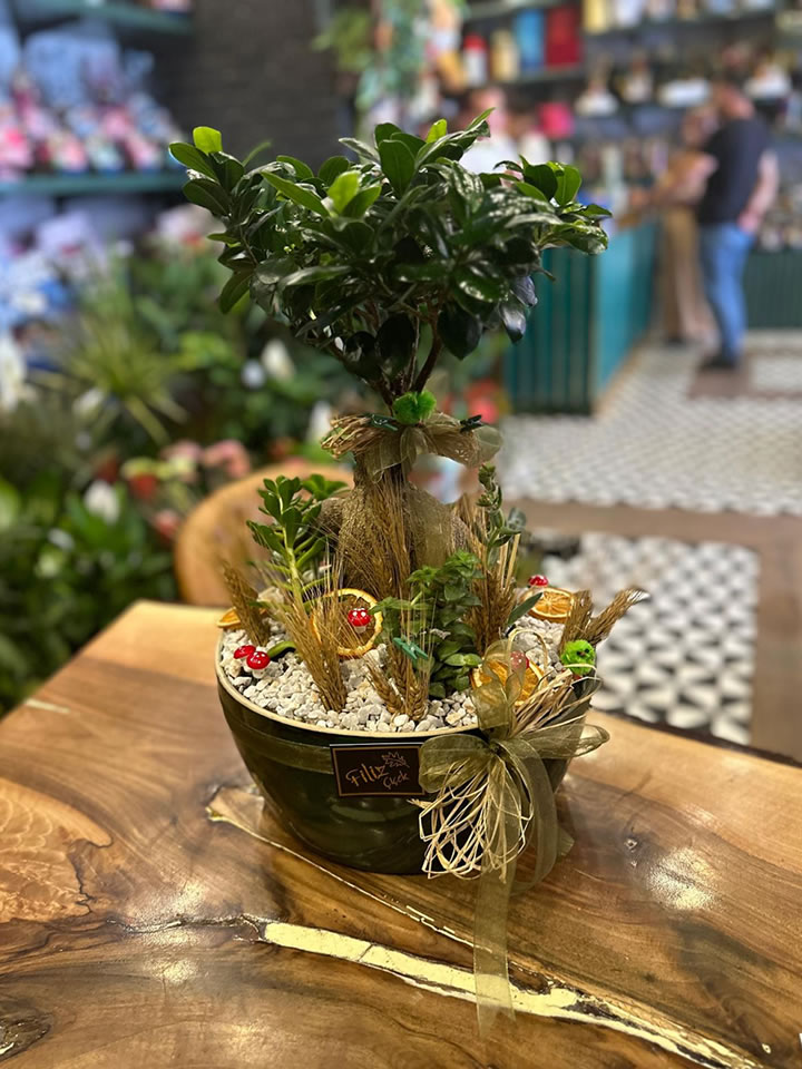 Zarif Bonsai & Sukulent Aranjmanı