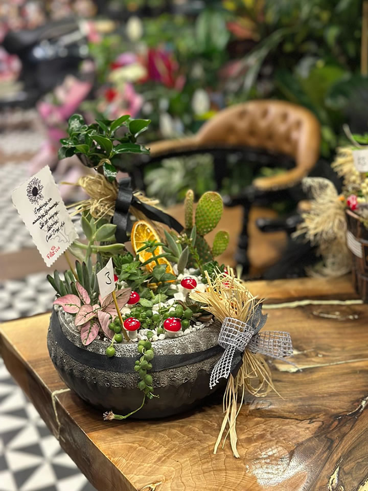 Rustik Sukulent ve Kaktüs Bahçesi