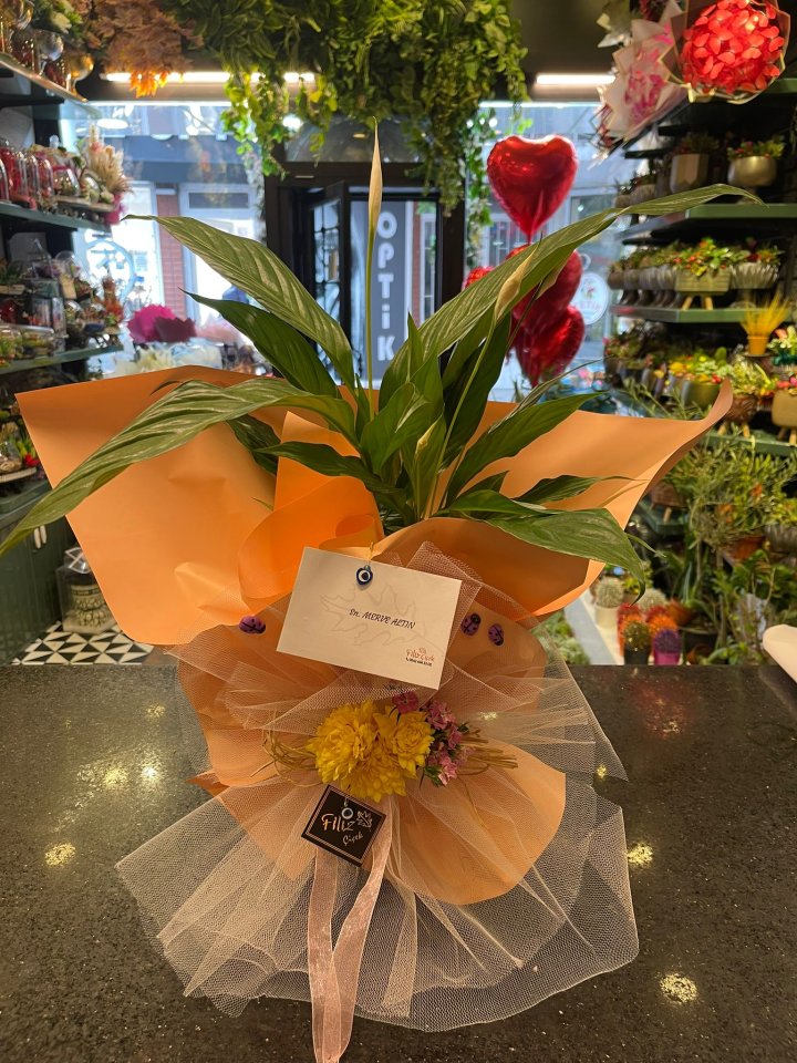 Barış Çiçeği (Spathiphyllum)