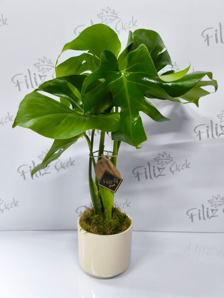 Monstera Deliciosa (Deve Tabanı)