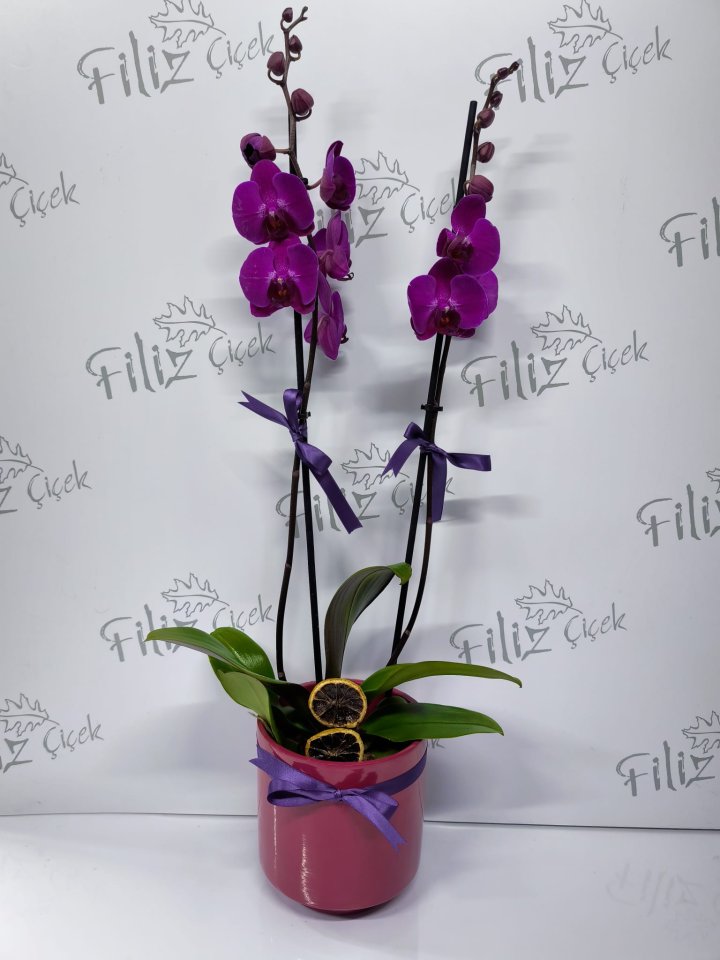 Mürdüm Saksıda Mor Çift Dal Orkide