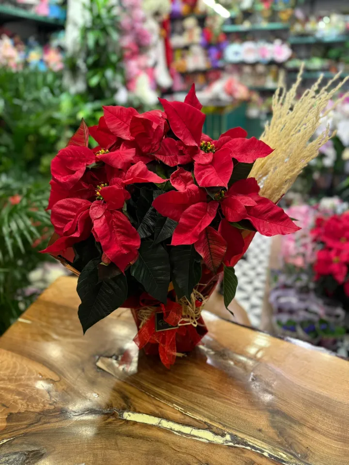 Atatürk Çiçeği (Poinsettia)