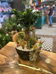 Çiçekçi - Zarif Bonsai & Sukulent Aranjmanı