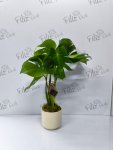 Çiçekçi - Monstera Deliciosa (Deve Tabanı)