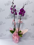Çiçekçi - İki Dal Mor Orkide