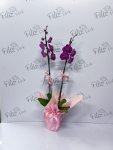 Çiçekçi - İki Dal Mor Orkide
