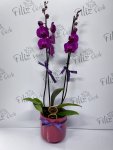 Çiçekçi - Mürdüm Saksıda Mor Çift Dal Orkide