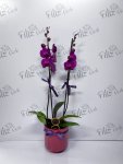 Çiçekçi - Mürdüm Saksıda Mor Çift Dal Orkide
