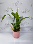 Çiçekçi - Spathiphyllum (Barış Çiçeği)