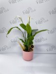Çiçekçi - Spathiphyllum (Barış Çiçeği)